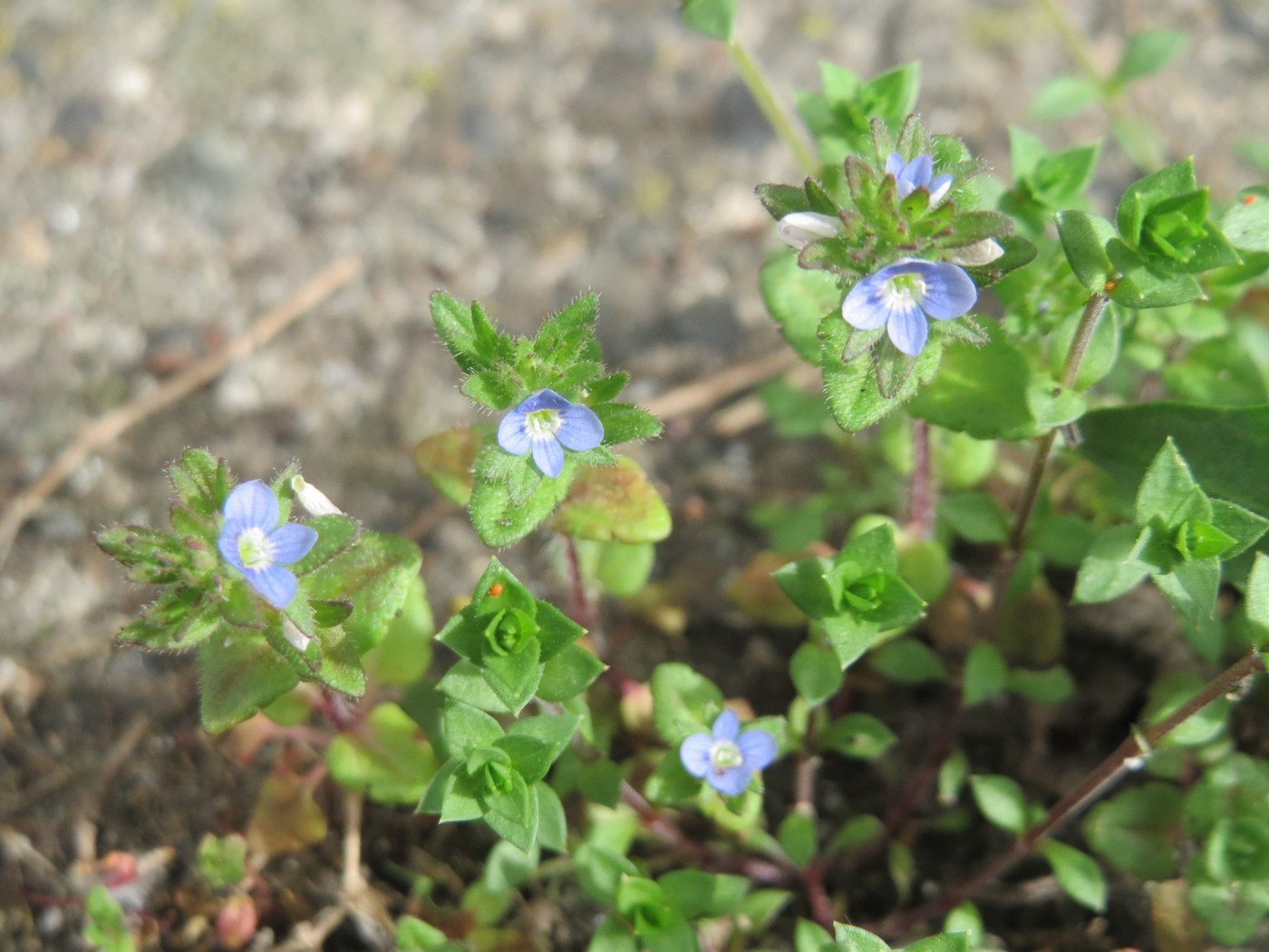 How to Care for Corn Speedwell