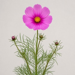 Cosmos Identification Guide