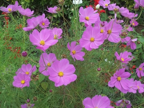 Cosmos