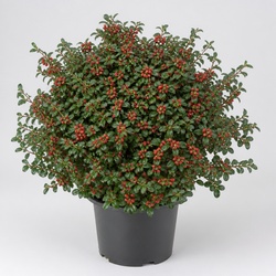 Cotoneaster Identification Guide