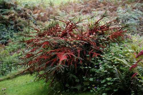 Cotoneaster