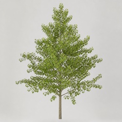 Cottonwood Identification Guide