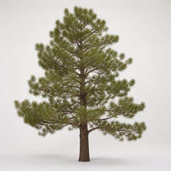 Coulter Pine Identification Guide