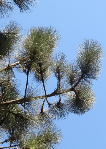 Coulter Pine
