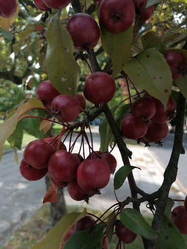Crabapple Tree