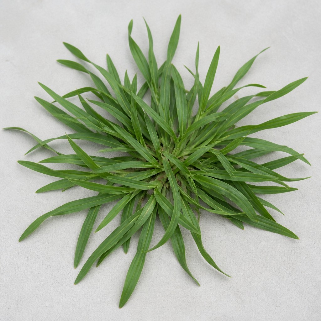 Crabgrass