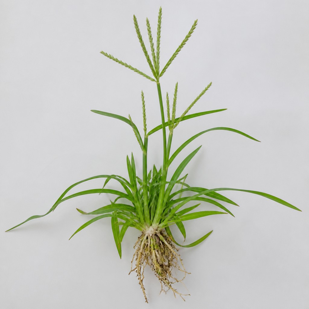 Crabgrass
