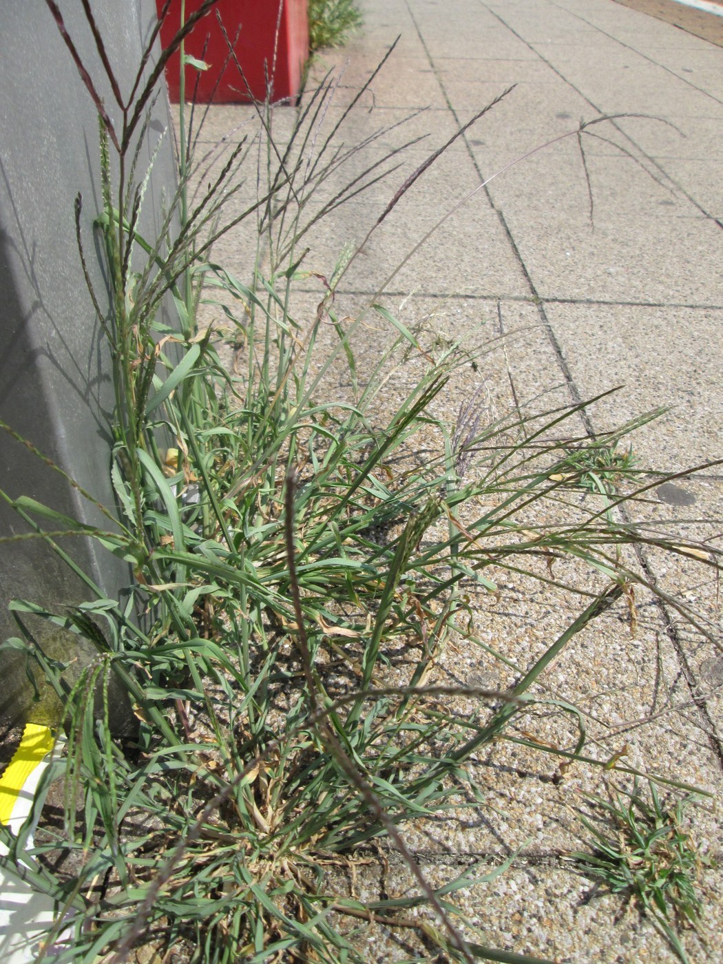 How to Care for Crabgrass
