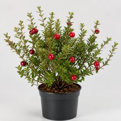 Cranberry Identification Guide
