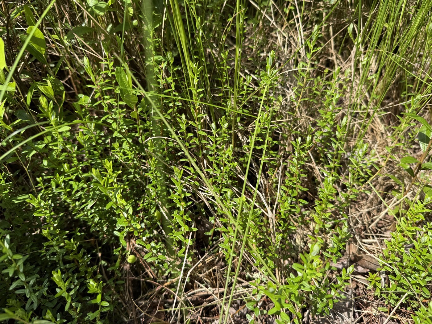 How to Care for Cranberry