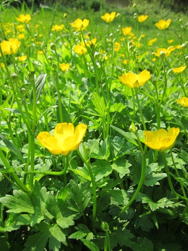 Creeping Buttercup
