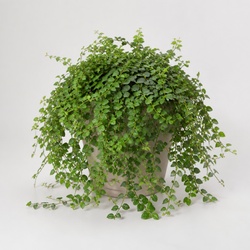 Creeping Fig Identification Guide