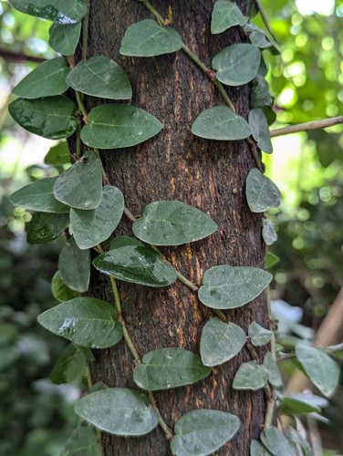 Creeping Fig