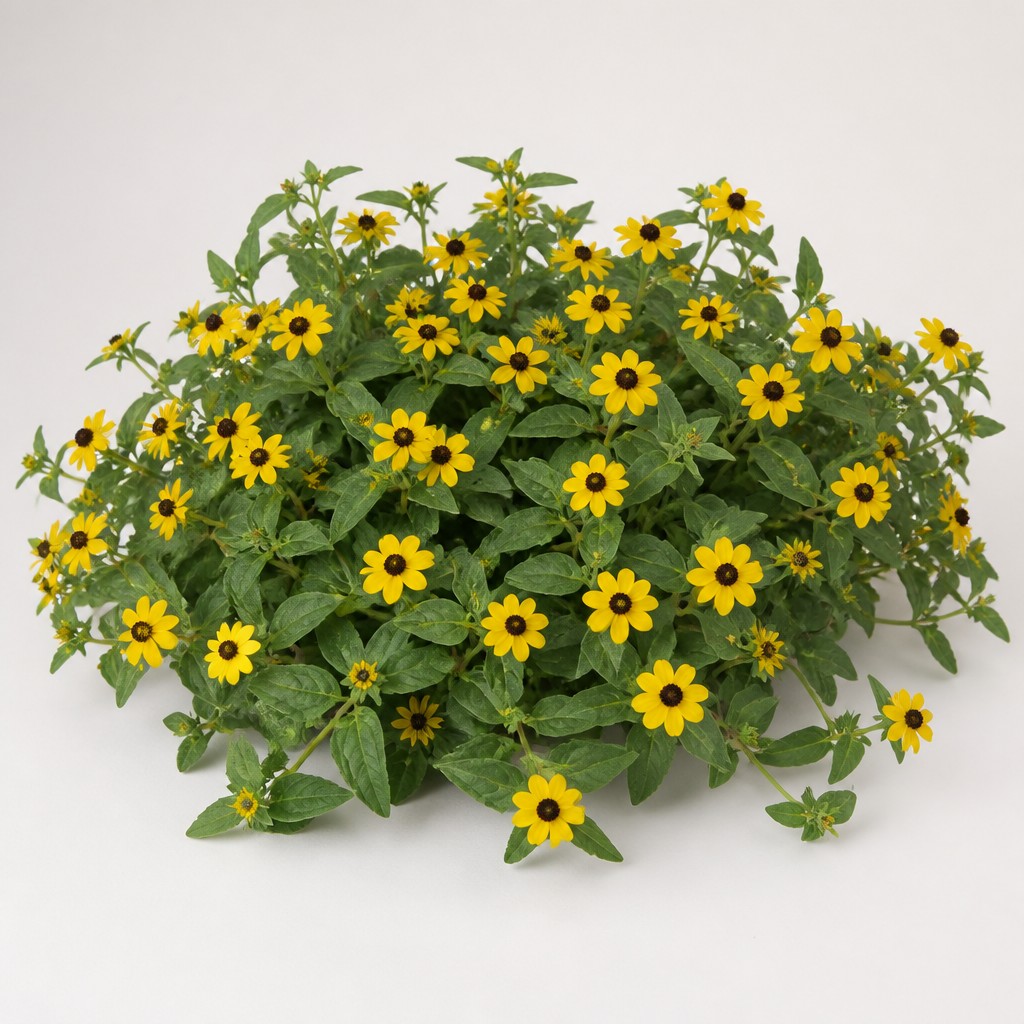 Creeping Zinnia