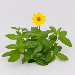 Creeping Zinnia Identification Guide