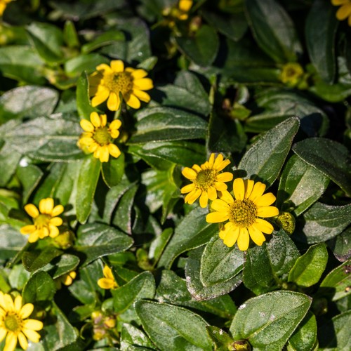 Creeping Zinnia