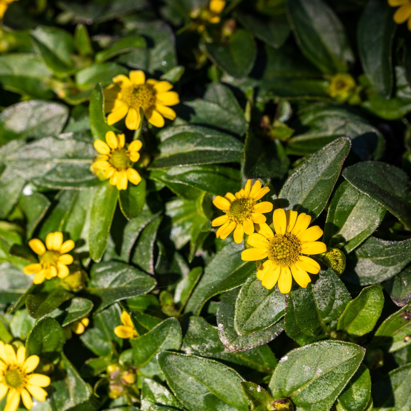 How to Care for Creeping Zinnia