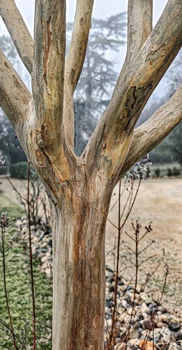 Crepe Myrtle