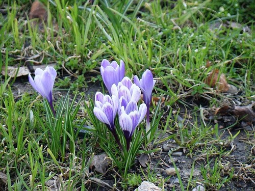 Crocus