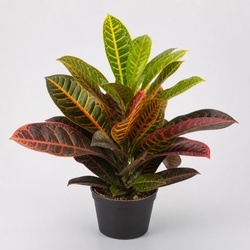 Croton Identification Guide