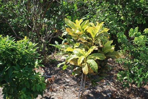 Croton