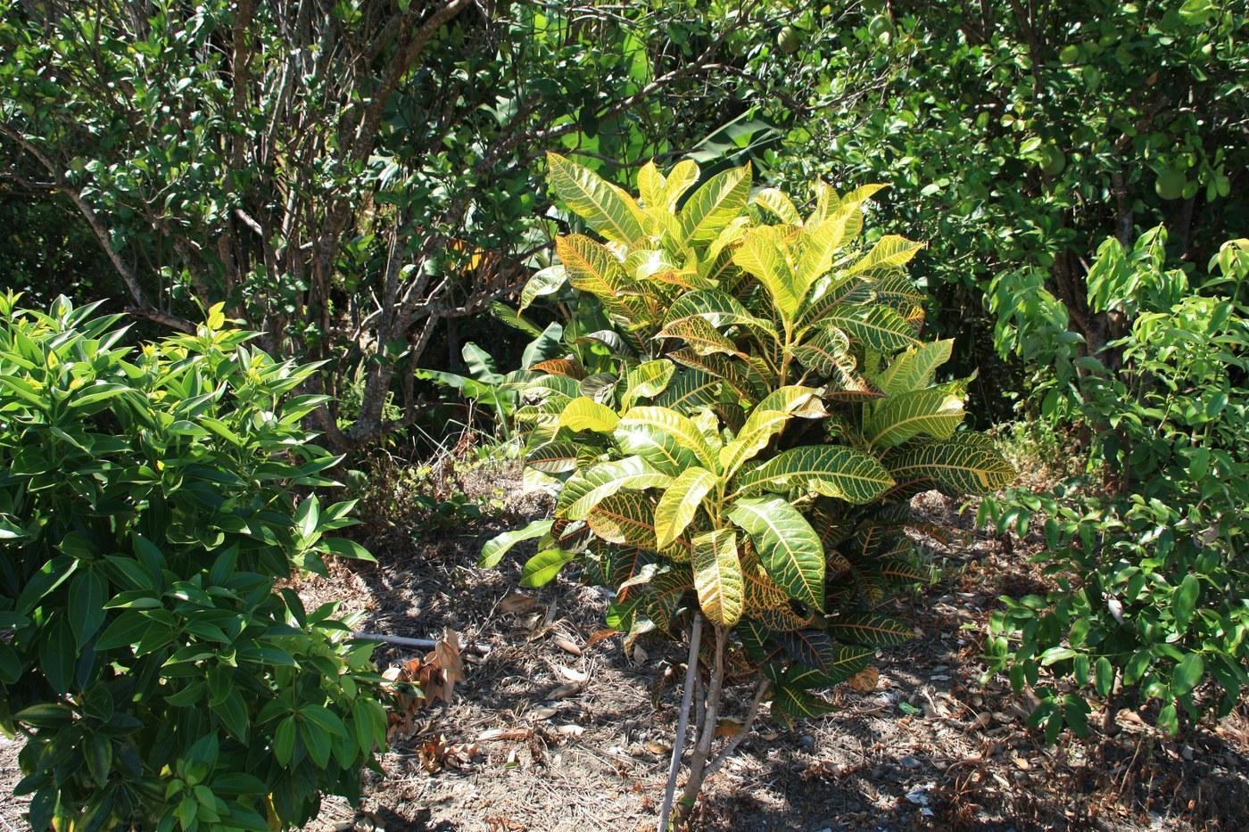How to Care for Croton