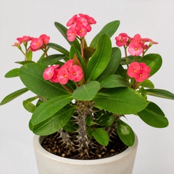 Crown of Thorns Identification Guide