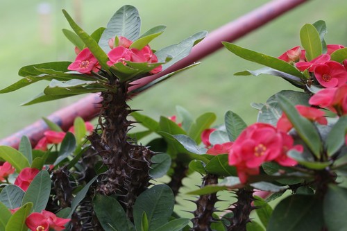 Crown of Thorns