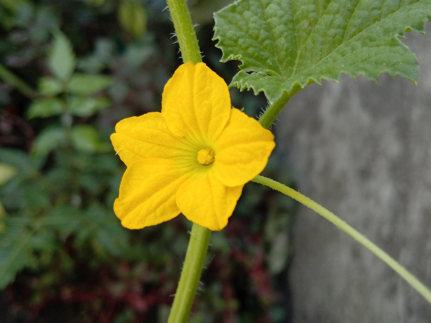 How to Care for Cucumber