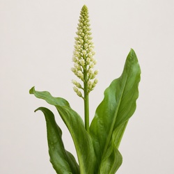 Culver's Root Identification Guide