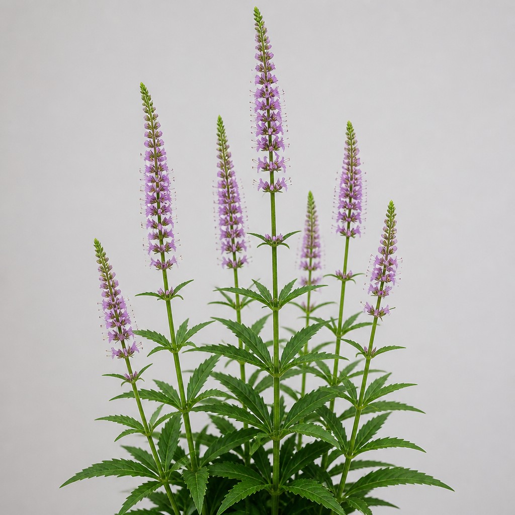 Culver's Root