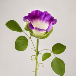 Cup and Saucer Vine Identification Guide