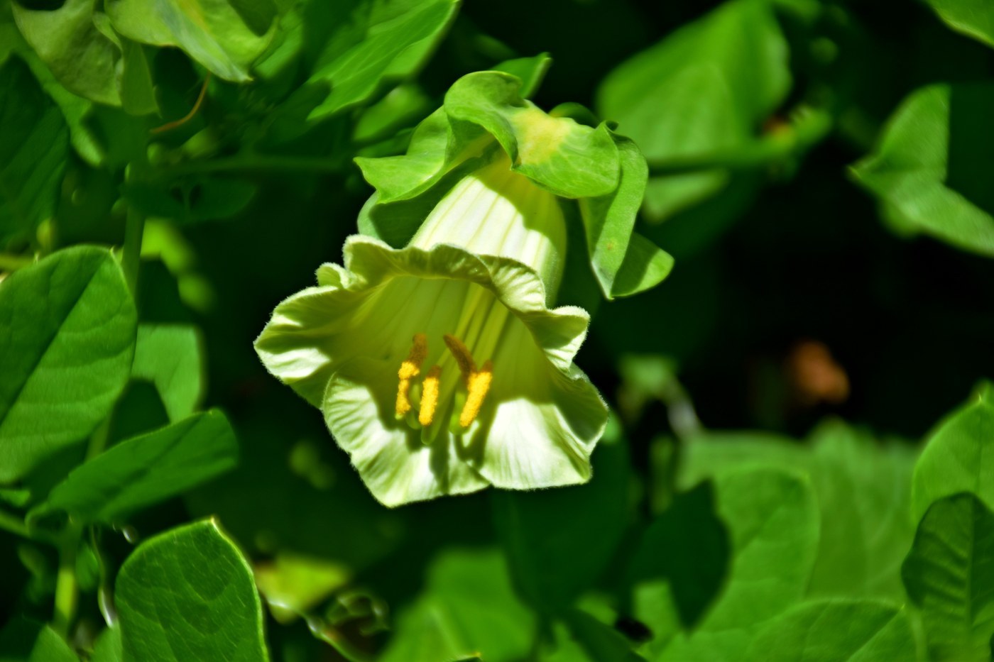 How to Care for Cup and Saucer Vine