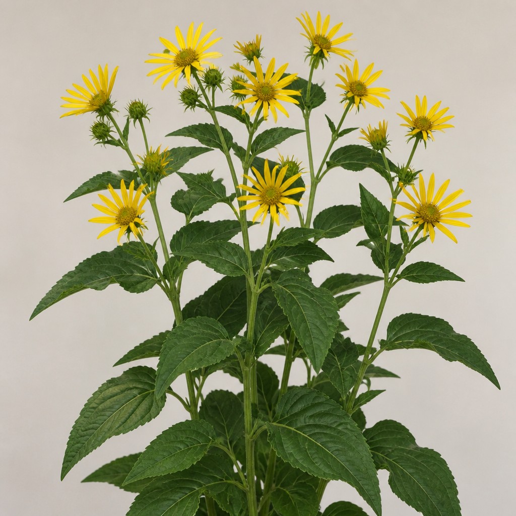 Cup Plant