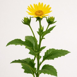 Cup Plant Identification Guide