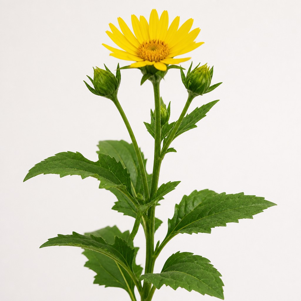 Cup Plant
