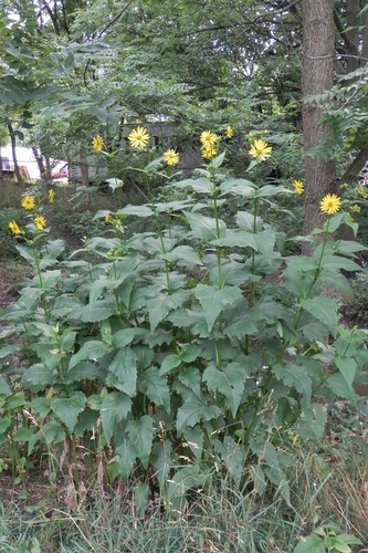 Cup Plant