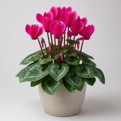 Cyclamen Identification Guide