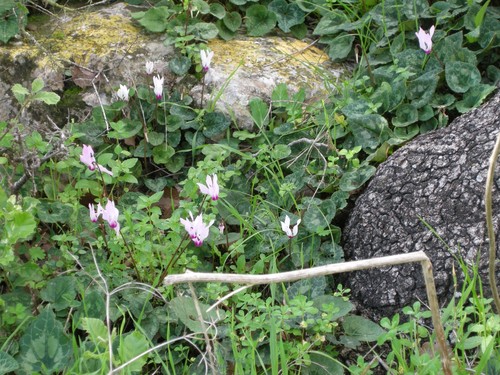 Cyclamen