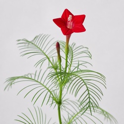 Cypress Vine Identification Guide
