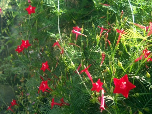 Cypress Vine