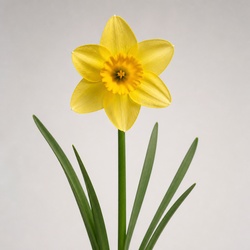 Daffodil Identification Guide