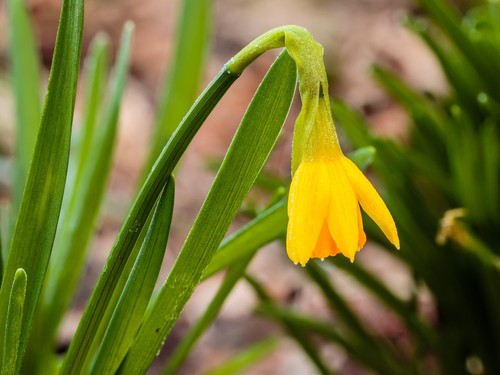 Daffodil
