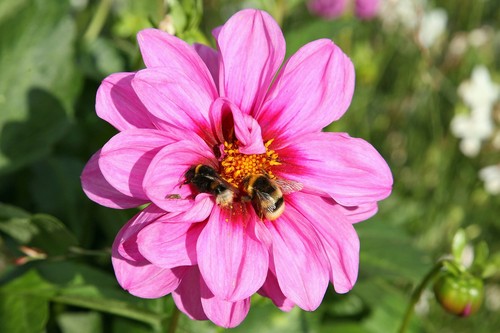 Dahlia