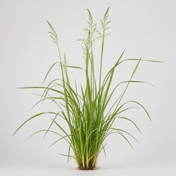 Dallisgrass Identification Guide