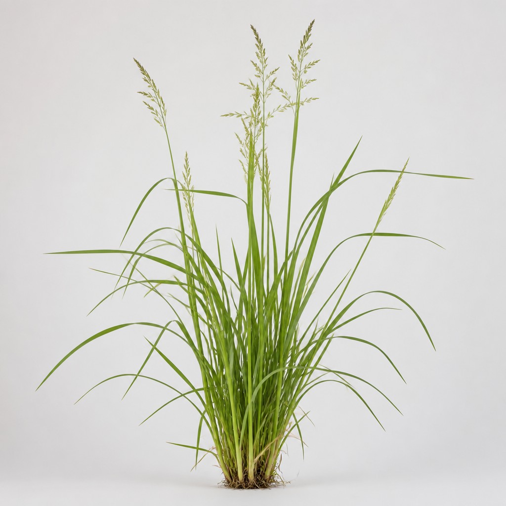 Dallisgrass
