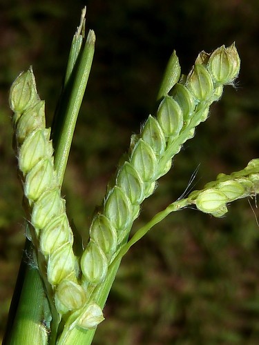 Dallisgrass
