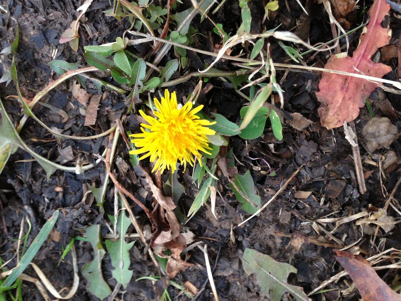 How to Care for Dandelion
