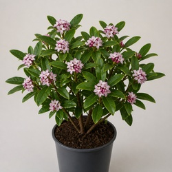 Daphne Identification Guide