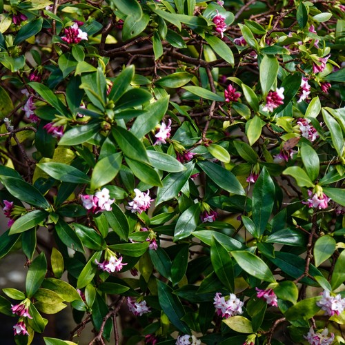 Daphne